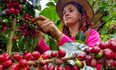 Colombian Coffee