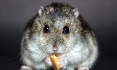 Teddy-Bear-Hamster