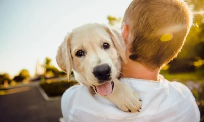 Happy Dogs