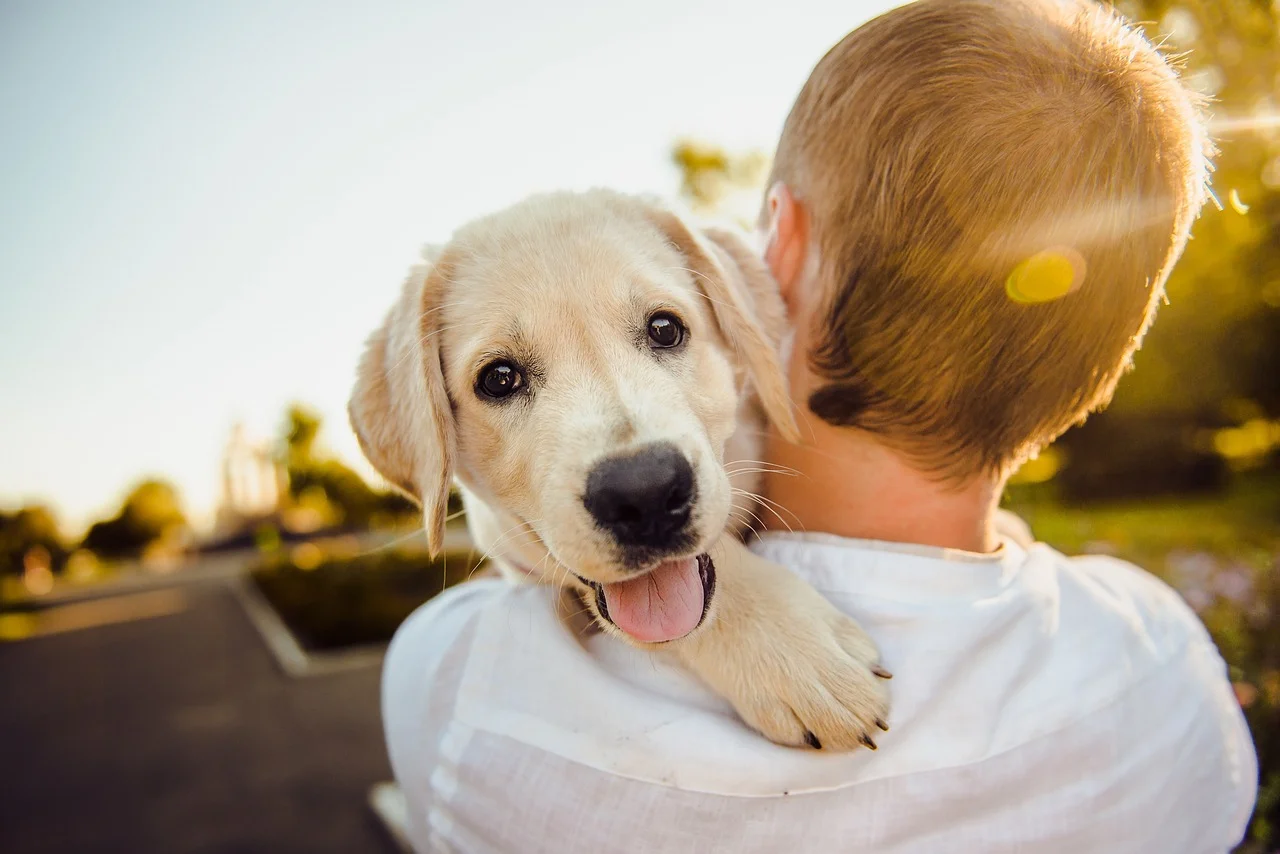 Happy Dogs